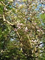 Magnolia x Soulangeana cv Lennel (fam Magnoliacees) (Photo F. Mrugala) (1)